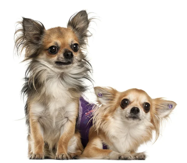 Chihuahuas, 3 years old, in front of white background — Stock Fotó