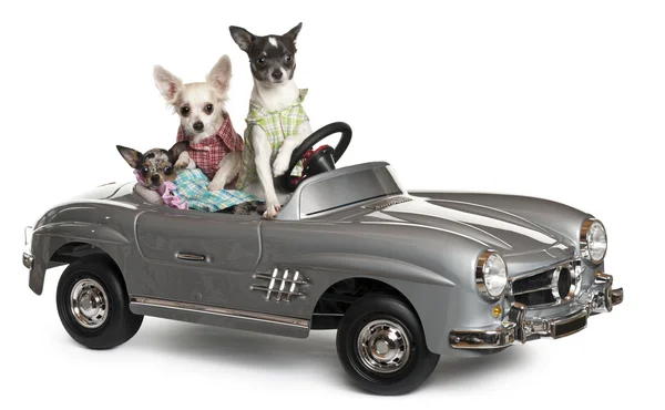 Drie chihuahuas zitten in een convertible voor witte achtergrond — Stockfoto