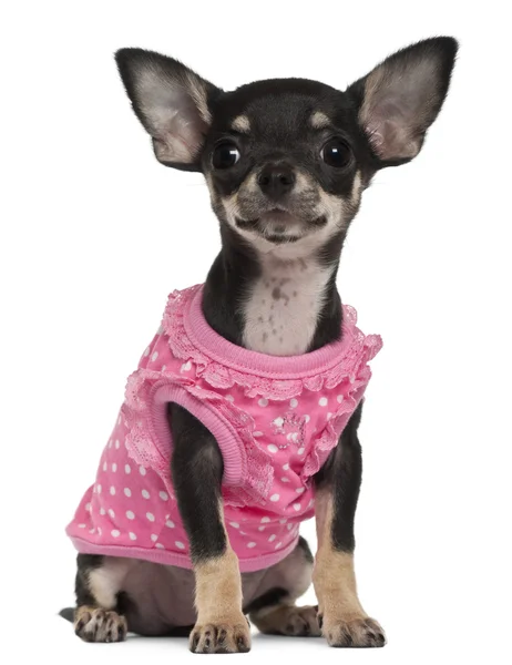 Chihuahua pup dragen roze, 4 maanden oud, zitten in de voorkant van witte achtergrond — Stockfoto