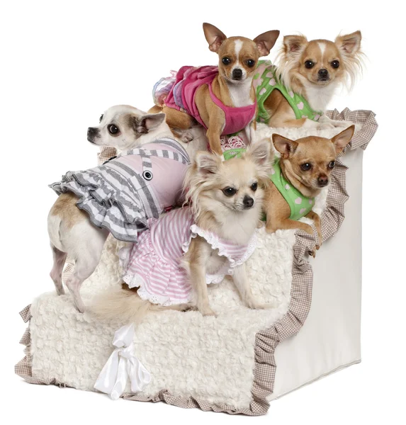 Fünf Chihuahuas sitzen auf Stufen vor weißem Hintergrund — Stockfoto