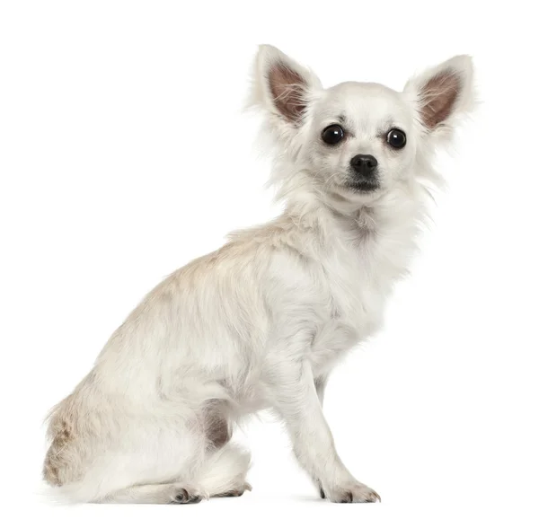 Chihuahua, 7 mois, assise devant un fond blanc — Photo
