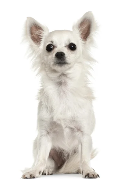 Chihuahua, 7 hónapos, előtt ülő fehér háttér — Stock Fotó