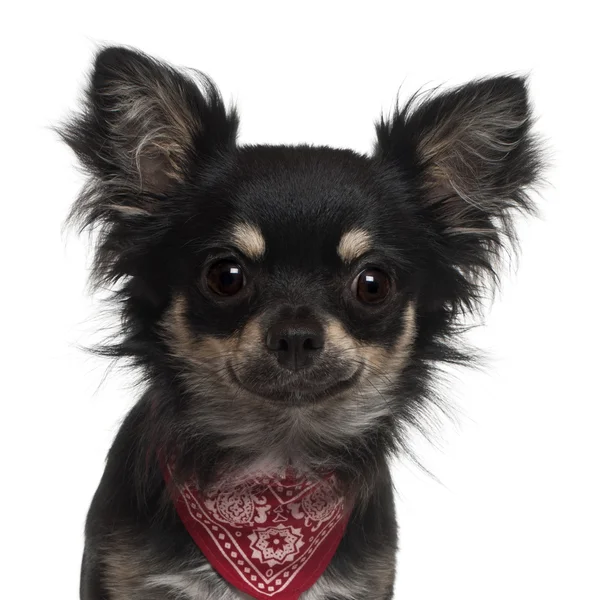Nahaufnahme von Chihuahua mit Taschentuch, 1 Jahr alt, vor weißem Hintergrund — Stockfoto
