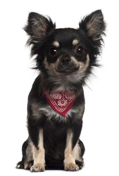 Chihuahua indossando fazzoletto, 1 anno, seduto davanti allo sfondo bianco — Foto Stock