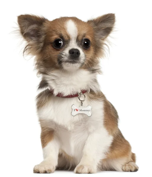 Chihuahua köpek, 6 ay yaşlı, önünde oturan arka plan beyaz. — Stok fotoğraf