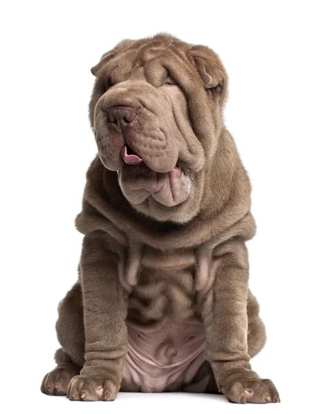 Shar Pei puppy, 3 months old, sitting in front of white background — Stock Fotó