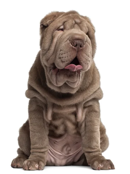 Shar Pei puppy, 3 months old, sitting in front of white background — стокове фото