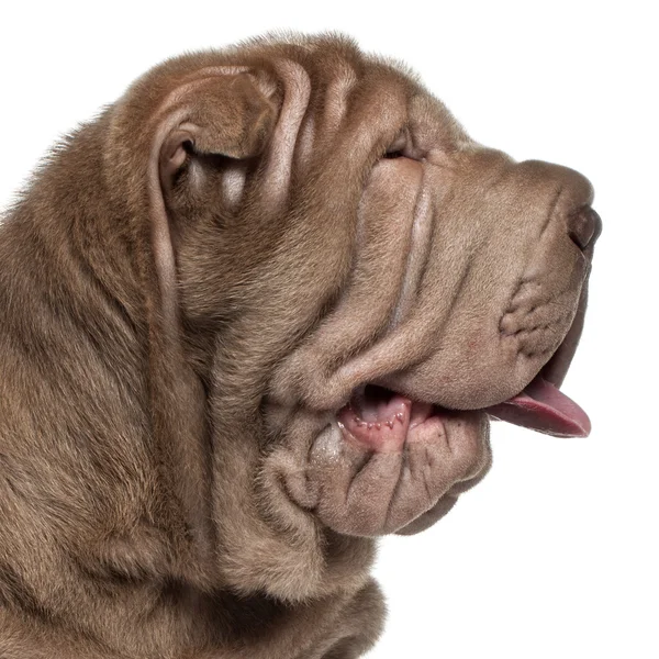 Close-up of Shar Pei puppy, 3 months old, in front of white background — 스톡 사진