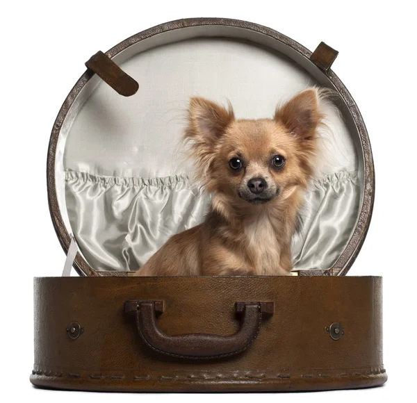 Chihuahua, 10 months old, sitting in round luggage in front of white background — Stock Photo, Image