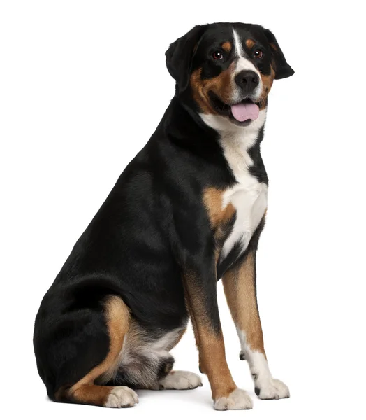 Mixed-breed dog, 5 years old, sitting in front of white background — Stock Photo, Image