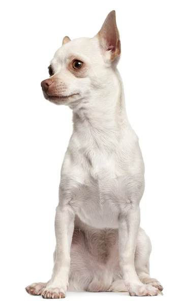 Čivava štěně, 6 měsíců starý, sedí v přední části bílé pozadí — Stock fotografie
