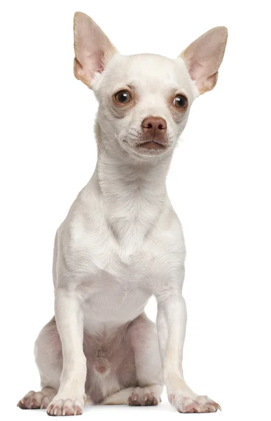 Chihuahua cachorro, 6 meses de edad, sentado delante de fondo blanco — Foto de Stock
