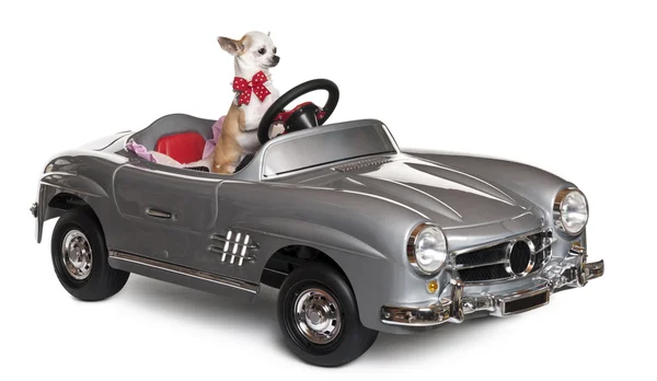Chihuahua puppy, 6 months old, driving convertible in front of white background — Stock Photo, Image
