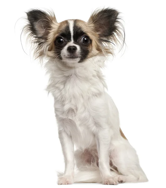 Chihuahua, 10 meses, sentado frente al fondo blanco — Foto de Stock