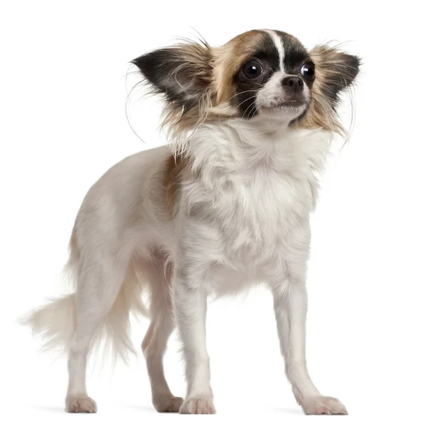 Chihuahua, 10 months old, sitting in front of white background — Stock Photo, Image