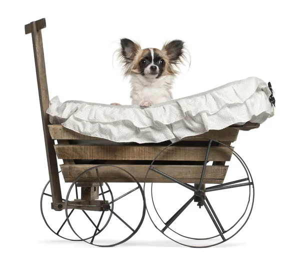 Chihuahua, 10 months old, sitting in old-fashioned wagon in front of white background — Stock Photo, Image