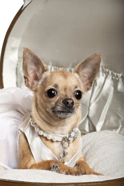 Close-up of Chihuahua in wedding dress, 3 years old, sitting in round luggage in front of white background — 스톡 사진