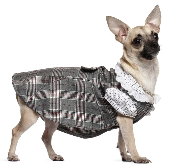 Chihuahua dragen geruite jurk, 1 jaar oud, staande voor de witte achtergrond — Stockfoto