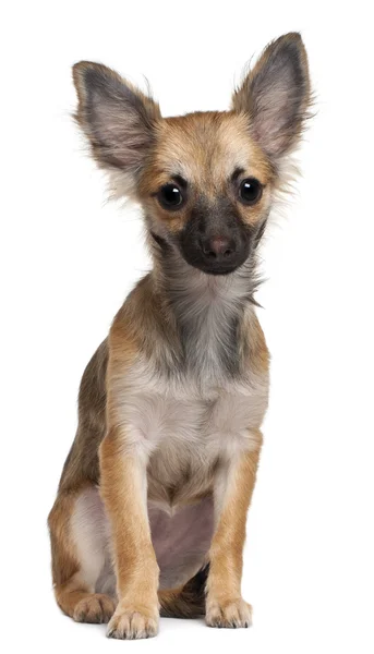 Chihuahua filhote de cachorro, 3 meses, sentado na frente do fundo branco — Fotografia de Stock