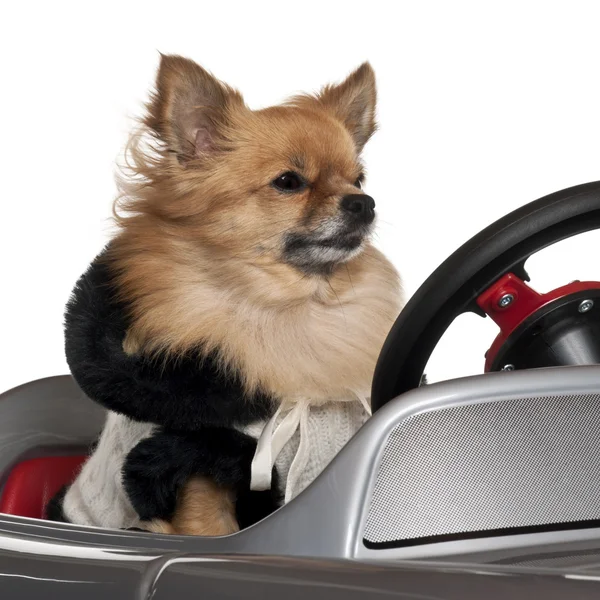 Close-up of Chihuahua driving convertible in front of white back — Stock Photo, Image