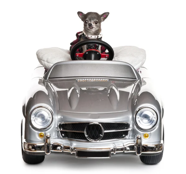 Chihuahua rijden een cabrio voor witte achtergrond — Stockfoto