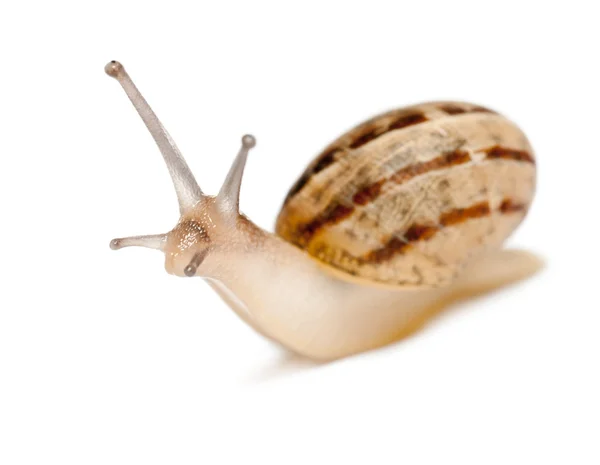 Garden Snail, Helix aspersa, in front of white background — Stock Photo, Image