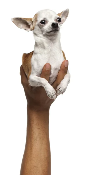Hand holding Chihuahua puppy, 6 months old, in front of white background — Stock Photo, Image