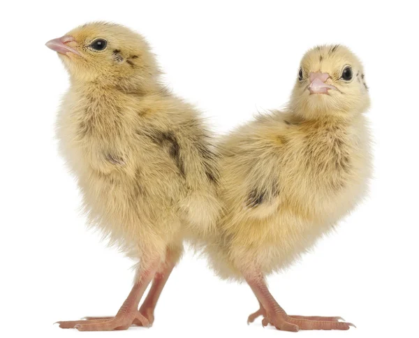 Two Japanese Quail, also known as Coturnix Quail, Coturnix japonica, 3 days old, in front of white background — Stock Photo, Image