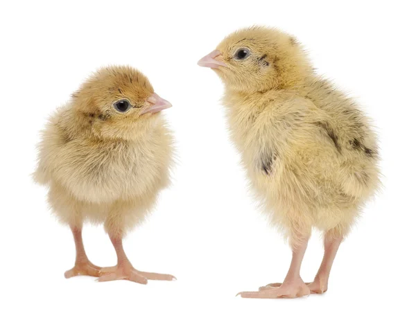 Two Japanese Quail, also known as Coturnix Quail, Coturnix japonica, 3 days old, in front of white background — Stockfoto