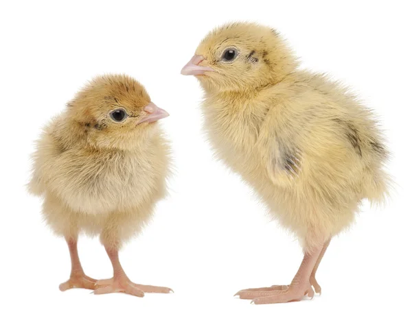Two Japanese Quail, also known as Coturnix Quail, Coturnix japonica, 3 days old, in front of white background — Stok fotoğraf