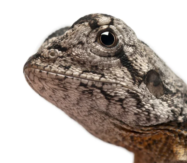Close-up de lagarto Frill-Necked também conhecido como o lagarto frilled, Chlamydosaurus kingii, na frente de fundo branco — Fotografia de Stock