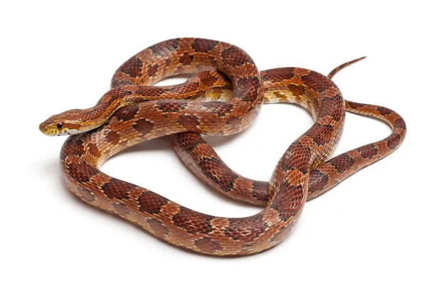 Klassisk majs orm eller red rat snake, pantherophis guttatus, framför vit bakgrund — Stockfoto