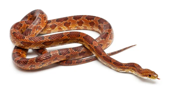 Klasycznego kukurydzy węża lub czerwony rat snake, pantherophis guttatus, przed białym tle — Zdjęcie stockowe
