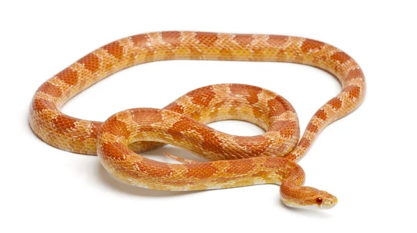 Okeetee albinos Corn Snake, Red Rat Snake, Pantherophis guttatus, delante de fondo blanco —  Fotos de Stock