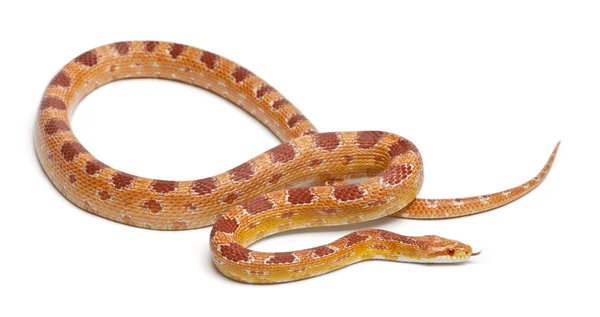 Okeetee albinos majs orm, röda råtta orm, pantherophis guttatus, framför vit bakgrund — Stockfoto