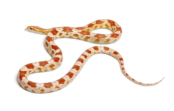 Okkeetee albinos reverter Milho Snake ou Red Rat Snake, Pantherophis guttatus, na frente de fundo branco — Fotografia de Stock