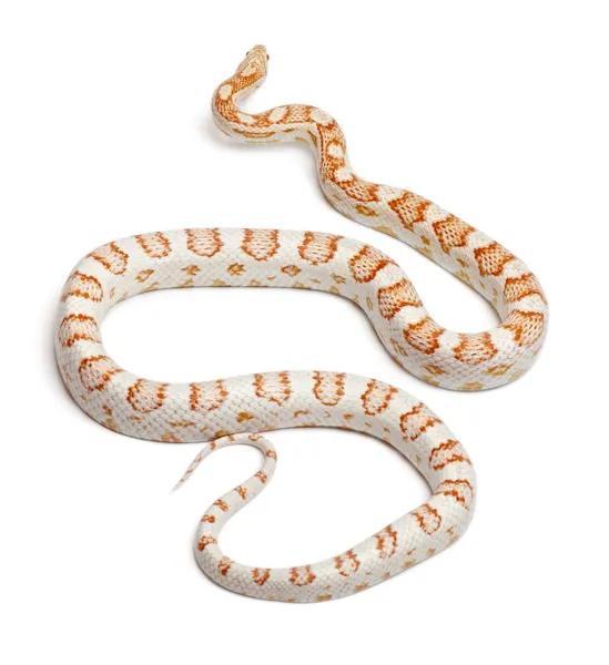 Canne à sucre Serpent de maïs ou serpent de rat rouge, Pantherophis guttatus, devant fond blanc — Photo
