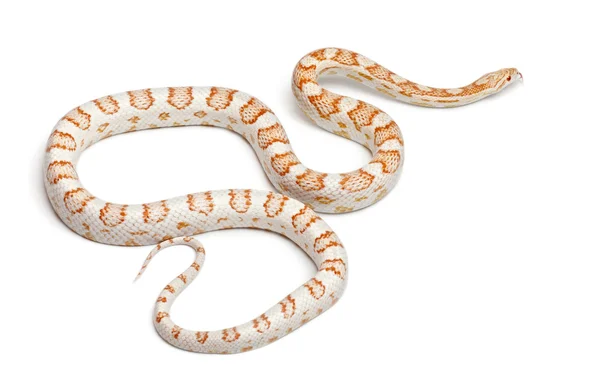 Από ζαχαροκάλαμο καραμέλα καλαμπόκι φίδι ή το κόκκινο φίδι αρουραίων, pantherophis guttatus, μπροστά από το λευκό φόντο — Φωτογραφία Αρχείου