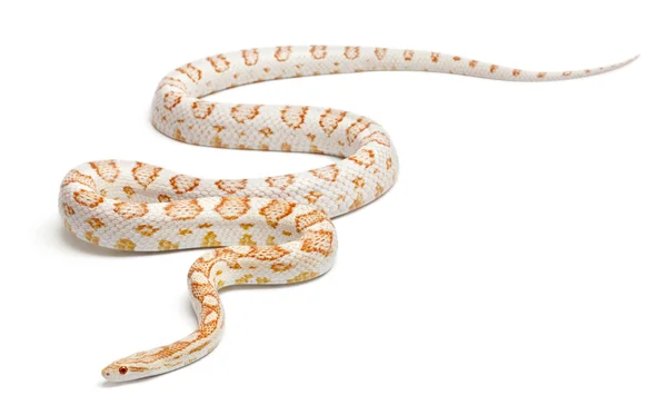 Cobra de milho de cana-de-açúcar ou Cobra de rato vermelho, Pantherophis guttatus, na frente do fundo branco — Fotografia de Stock
