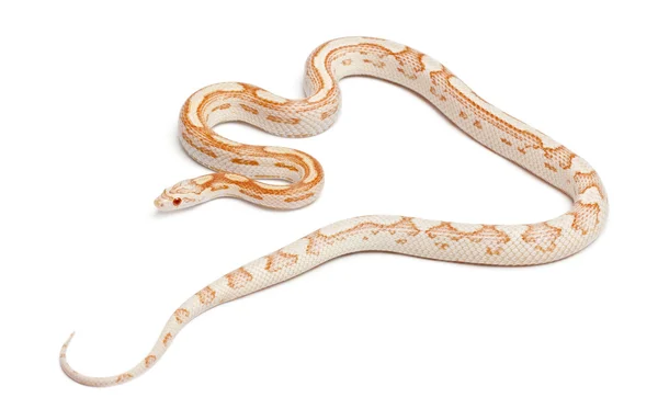 Wąż zbożowy Candy trzciny lub czerwony rat snake, pantherophis guttatus, przed białym tle — Zdjęcie stockowe