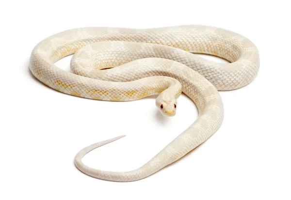 Snow Corn Snake ou Red Rat Snake, Pantherophis guttatus, na frente do fundo branco — Fotografia de Stock