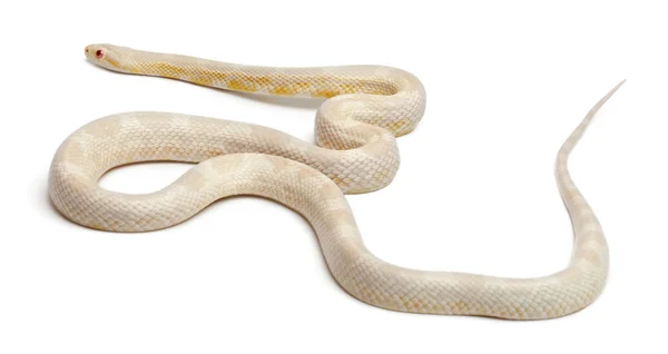 Serpiente de maíz de nieve o serpiente de rata roja, Pantherophis guttatus, frente al fondo blanco —  Fotos de Stock