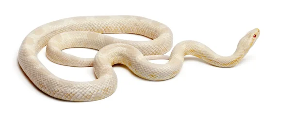 Serpiente de maíz de nieve o serpiente de rata roja, Pantherophis guttatus, frente al fondo blanco — Foto de Stock