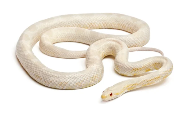 Serpiente de maíz de nieve o serpiente de rata roja, Pantherophis guttatus, frente al fondo blanco —  Fotos de Stock