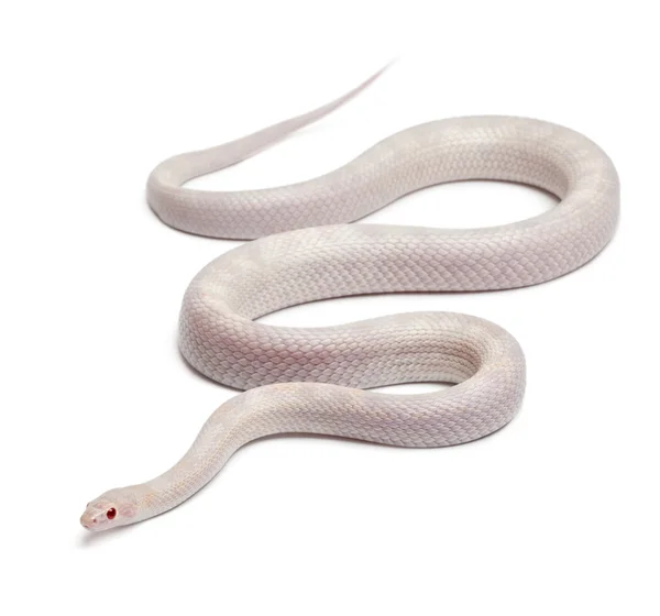 Opale Corn Snake ou Red Rat Snake, Pantherophis guttatus, devant fond blanc — Photo