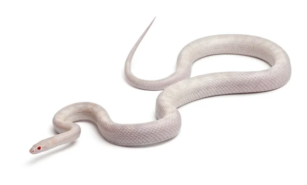 Opale καλαμπόκι φίδι ή το κόκκινο φίδι αρουραίων, pantherophis guttatus, μπροστά από το λευκό φόντο — Φωτογραφία Αρχείου