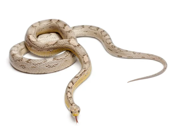 Wąż zbożowy mothley ducha lub czerwony rat snake, pantherophis guttatus, przed białym tle — Zdjęcie stockowe