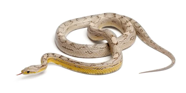 Ghost mothley majs orm eller röda råtta orm, pantherophis guttatus, framför vit bakgrund — Stockfoto