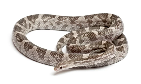 Serpente de milho de lavanda ou Cobra de rato vermelho, Pantherophis guttatus, na frente do fundo branco — Fotografia de Stock