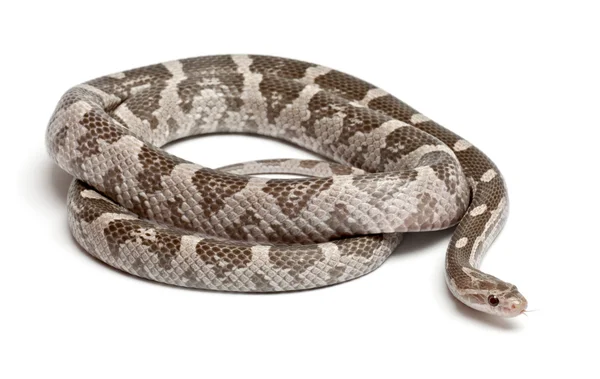 Лавандовая кукурузная змея или Красная Крыса Змея, Pantherophis guttatus, на белом фоне — стоковое фото